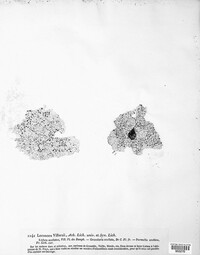 Xalocoa ocellata image